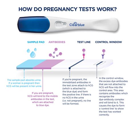 can antibiotics affect a pregnancy test|Pregnancy Test: When To Take, Types & Accuracy .